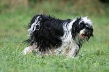 TERRIER DU TIBET 291